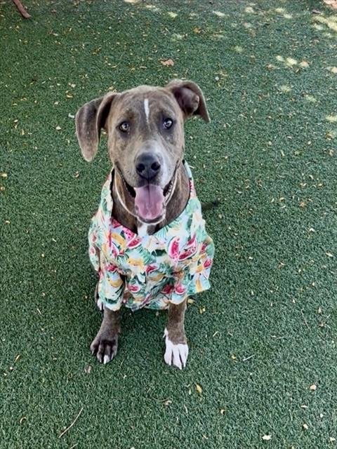 LEIF - Pit Bull Terrier available for adoption