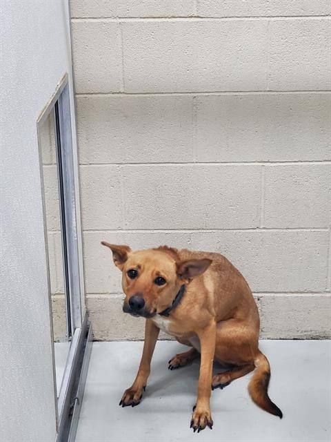 IRIS - German Shepherd Dog available for adoption