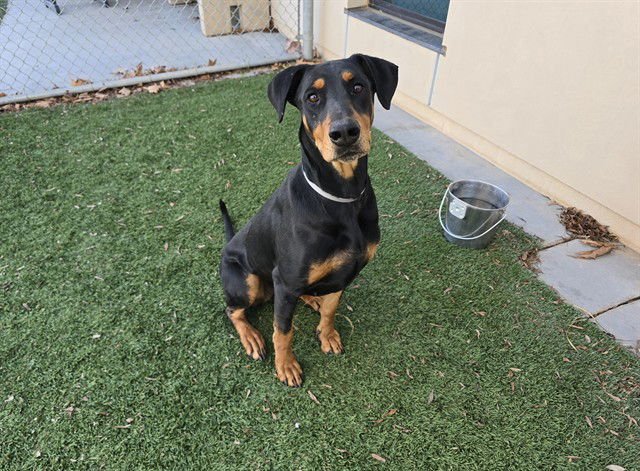 EMBER - Doberman Pinscher available for adoption
