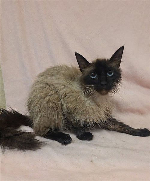 MALLOW - Siamese available for adoption