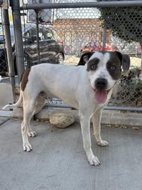 HOMER - Photo 1