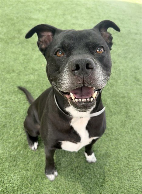 LOKI - Pit Bull Terrier / Labrador Retriever available for adoption