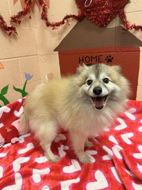 RUDI - Pomeranian / American Eskimo Dog available for adoption