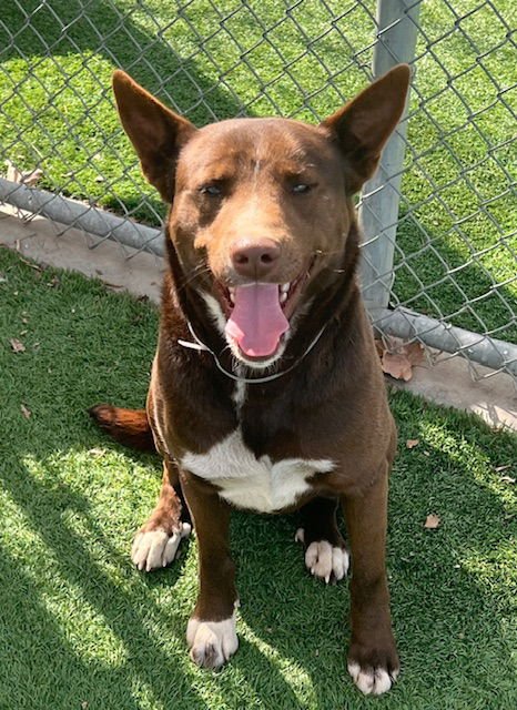 MAVERICK - Husky / Pit Bull Terrier available for adoption