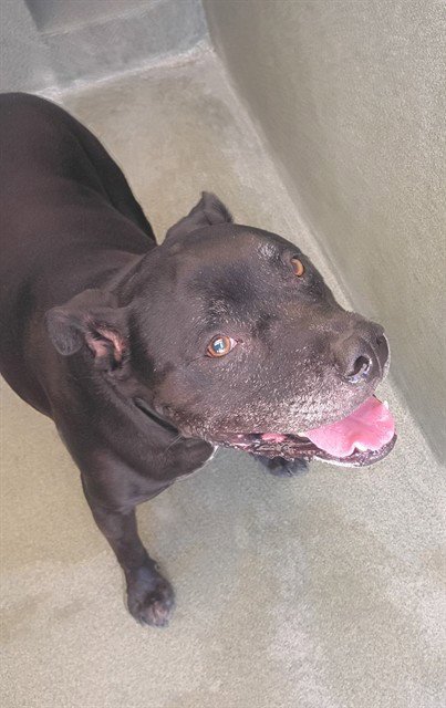 CHAOS - Pit Bull Terrier / Labrador Retriever available for adoption