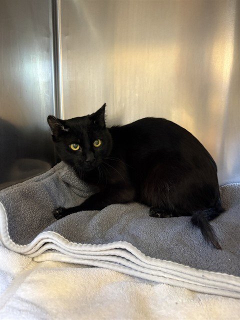 GILMORE - Domestic Short Hair available for adoption