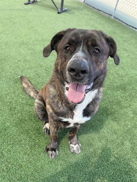 TEDDY BEAR - Cane Corso Mastiff / German Shepherd Dog available for adoption