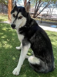 LUNA - Photo 1