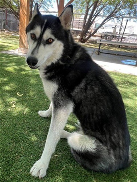 LUNA - Siberian Husky available for adoption