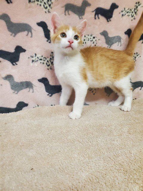 HAMILTON - Domestic Short Hair available for adoption