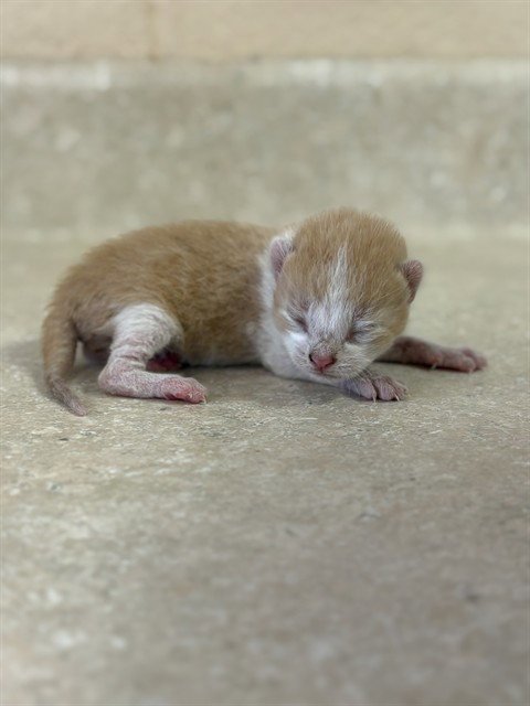 HAMILTON - Domestic Short Hair available for adoption