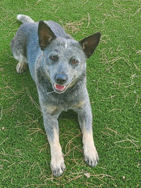 HARMONY - Queensland Heeler available for adoption