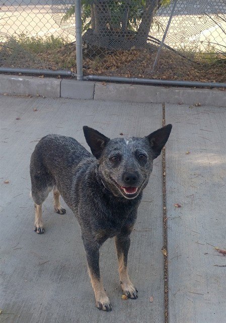 HARMONY - Queensland Heeler available for adoption