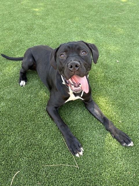 GLASS - Cane Corso Mastiff available for adoption