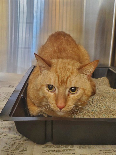 SEON - Domestic Short Hair available for adoption