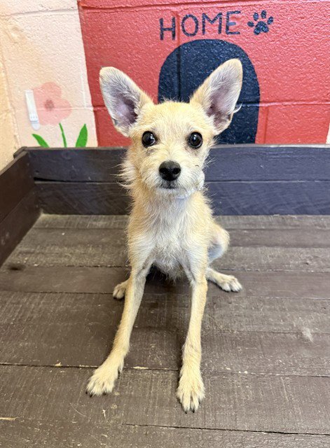 PULGITA - Chihuahua available for adoption