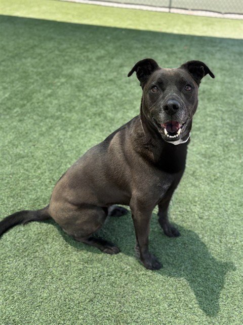 PEPPER - German Shepherd Dog / Labrador Retriever available for adoption