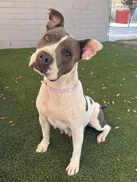 CADES - Pit Bull Terrier available for adoption