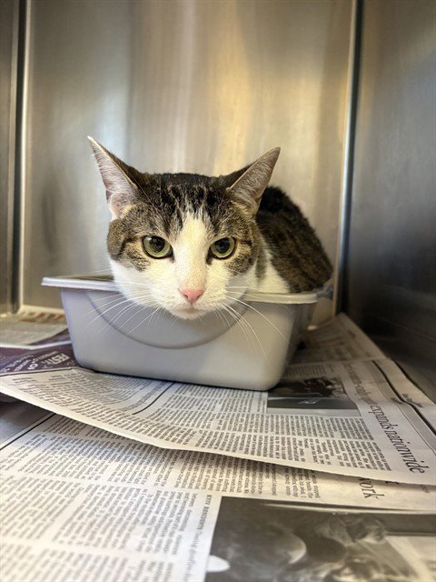 SOYA - Domestic Short Hair available for adoption