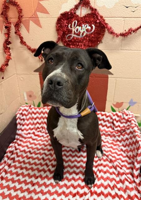 BIJOU - Pit Bull Terrier available for adoption