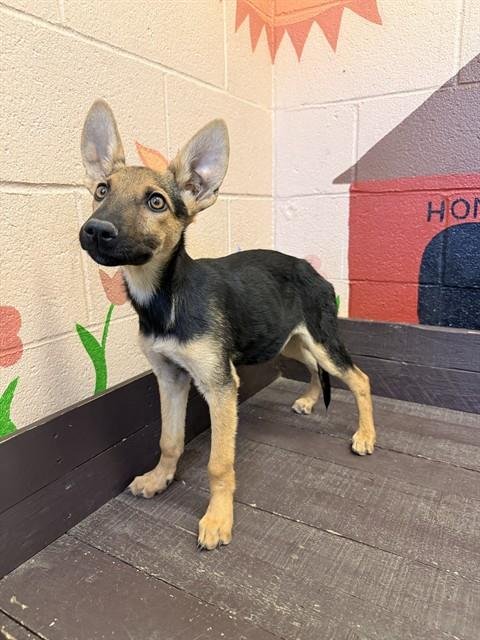 BEE - German Shepherd Dog available for adoption