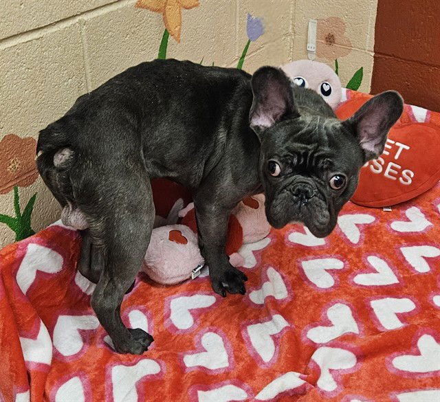 KRASH - French Bulldog available for adoption
