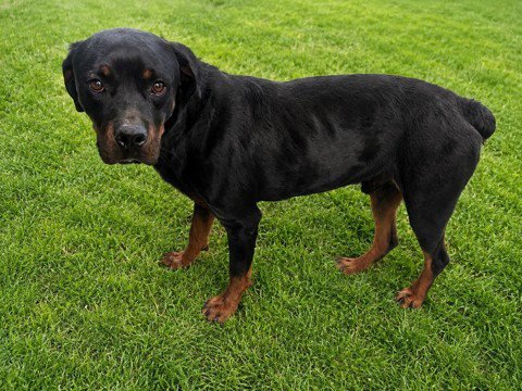 APOLLO - Rottweiler available for adoption