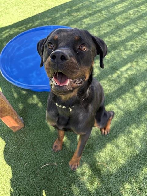 APOLLO - Rottweiler available for adoption