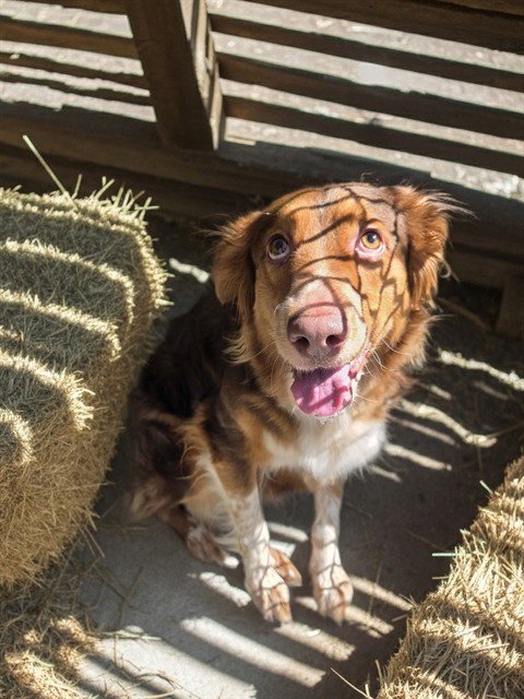 CANELA - Australian Shepherd available for adoption