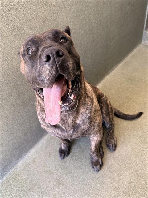 BUTCH - Presa Canario available for adoption