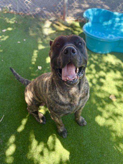 BUTCH - Presa Canario available for adoption
