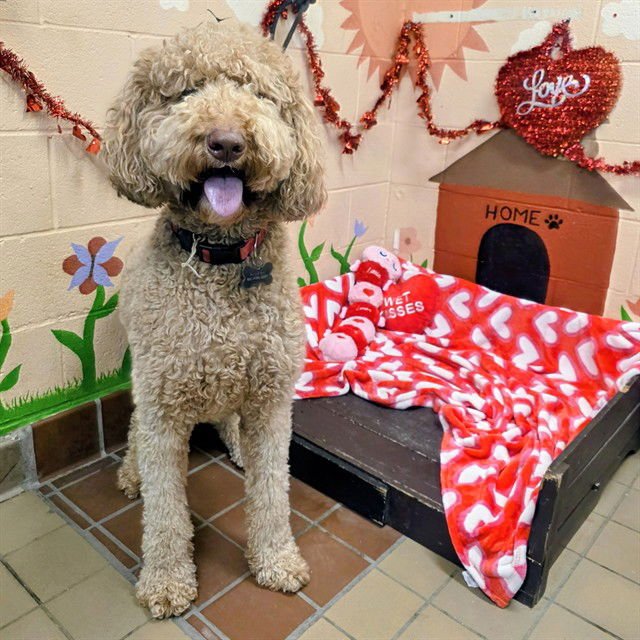 CHARLIE - Labrador Retriever / Poodle (Standard) available for adoption