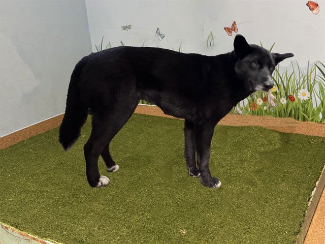 NATACHA - Border Collie available for adoption