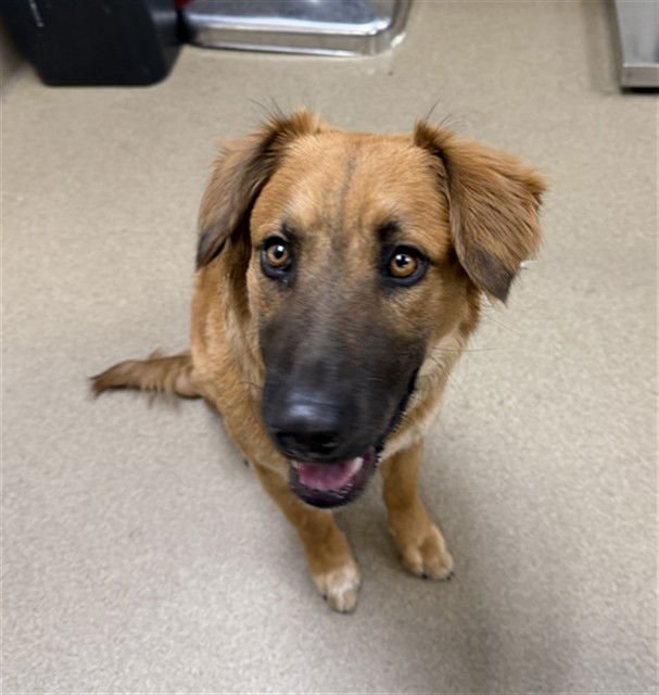 MAXWELL - German Shepherd Dog available for adoption