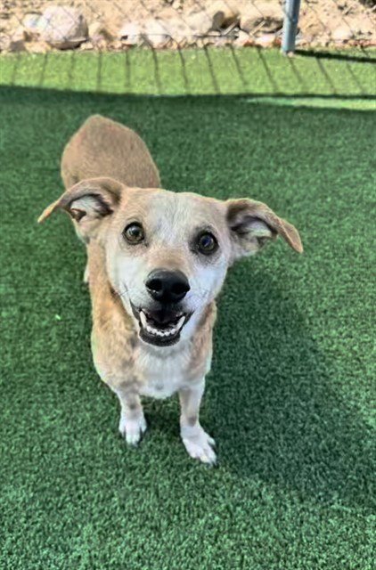 PORG - Dachshund available for adoption
