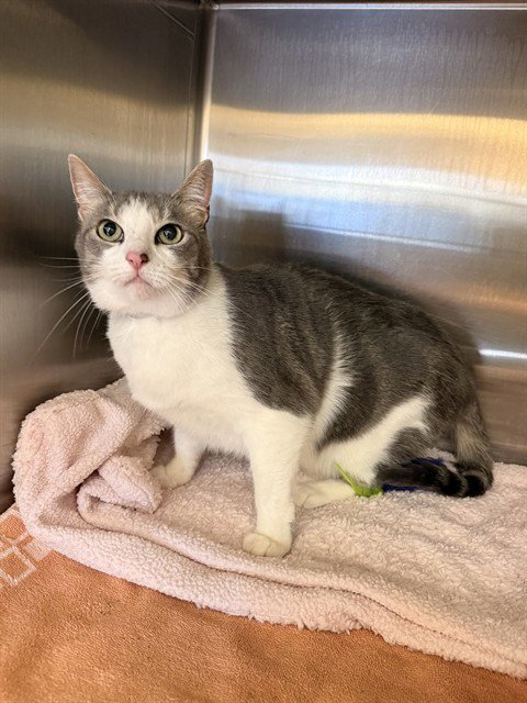ROOTY TOOTY - Domestic Short Hair available for adoption