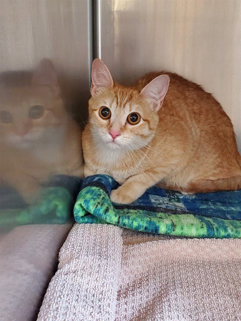 CLEO - Domestic Short Hair available for adoption