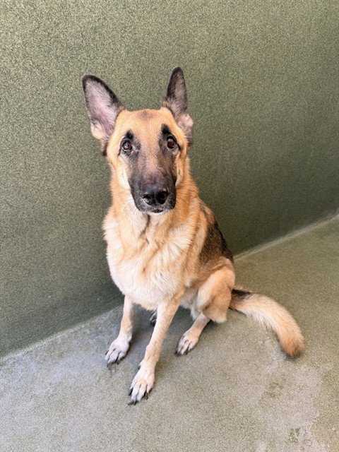 NARI - German Shepherd Dog available for adoption