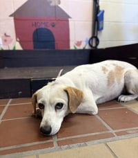 BUDDY - Photo 1