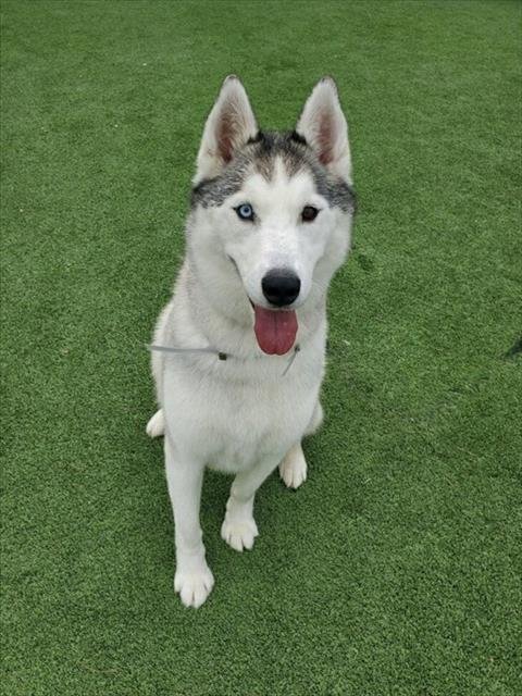 PALOMO - Husky available for adoption