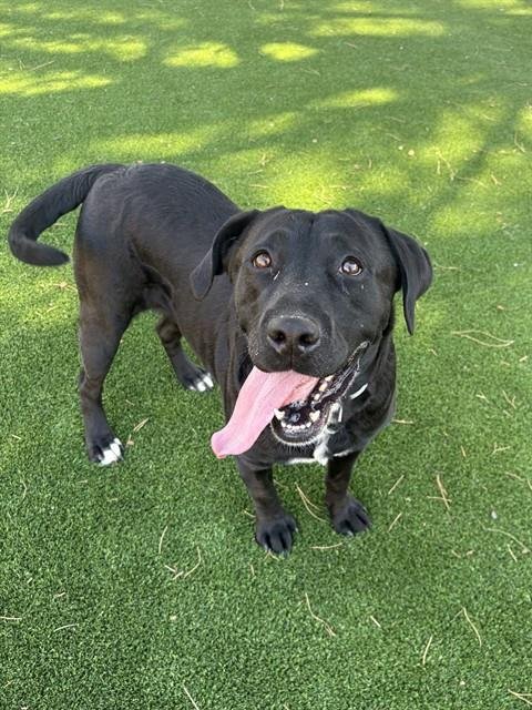 BAMBIA - Labrador Retriever available for adoption