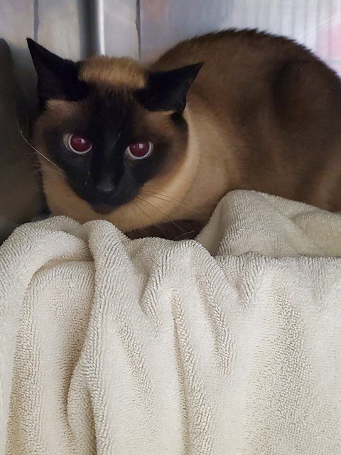 INDY - Domestic Short Hair available for adoption