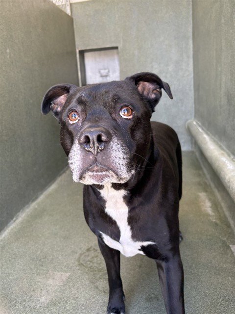 LOKI - Pit Bull Terrier / Labrador Retriever available for adoption