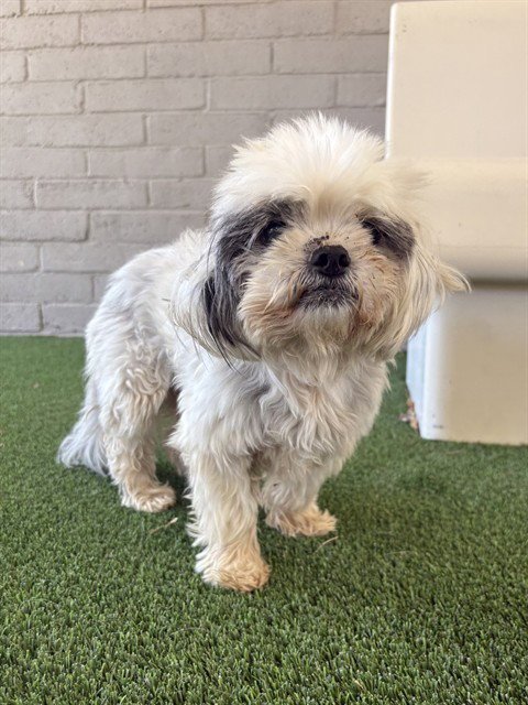 LOLA - Maltese / Shih Tzu available for adoption