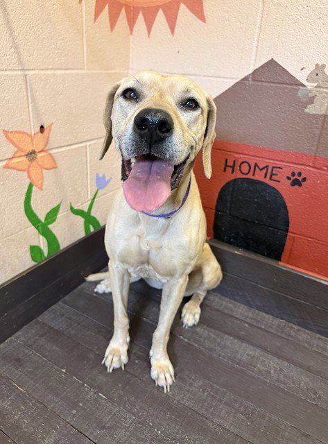 GINGER - Labrador Retriever available for adoption