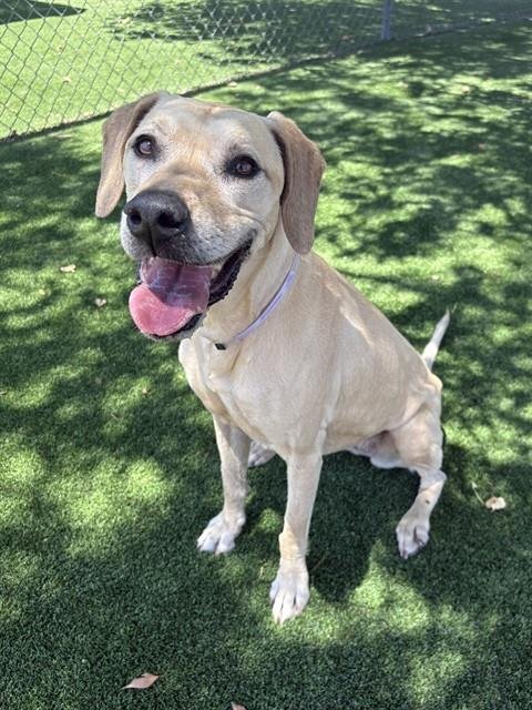 GINGER - Labrador Retriever available for adoption