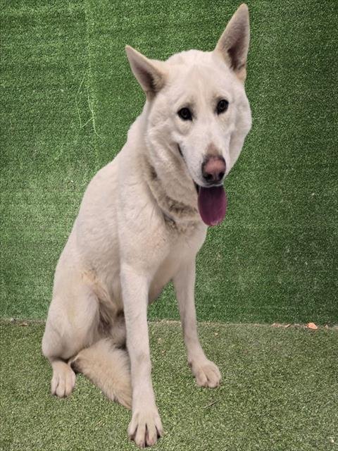 SHAWN - German Shepherd Dog available for adoption