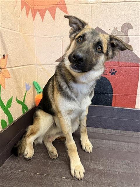 SCOUT - German Shepherd Dog available for adoption