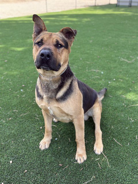 BUMBLE - German Shepherd Dog available for adoption