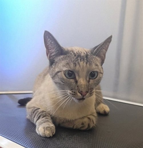 DELILAH - Domestic Short Hair available for adoption
